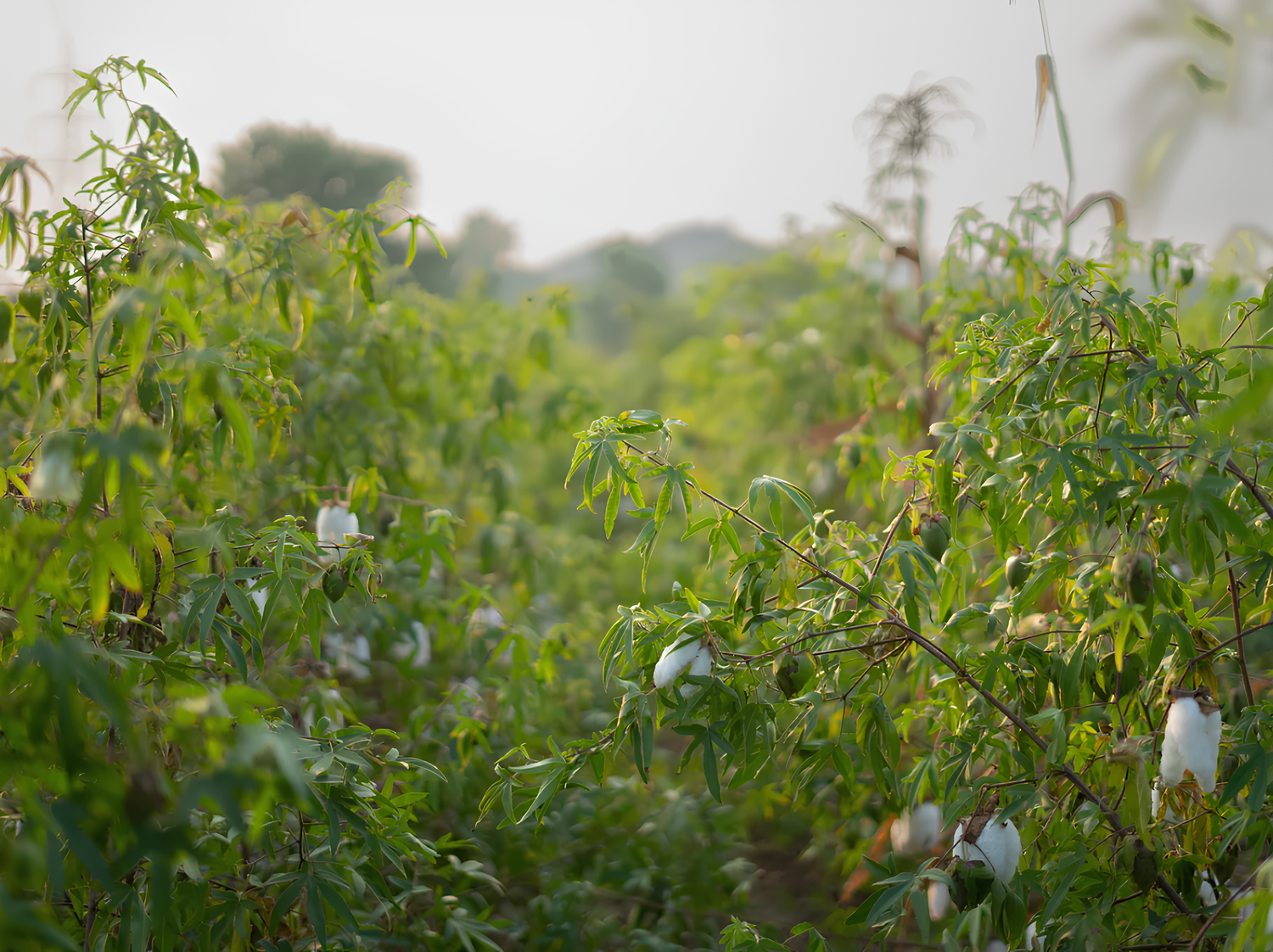De la fibre à l’humain. Découvrez notre histoire, nos engagements environnementaux et sociétaux.
